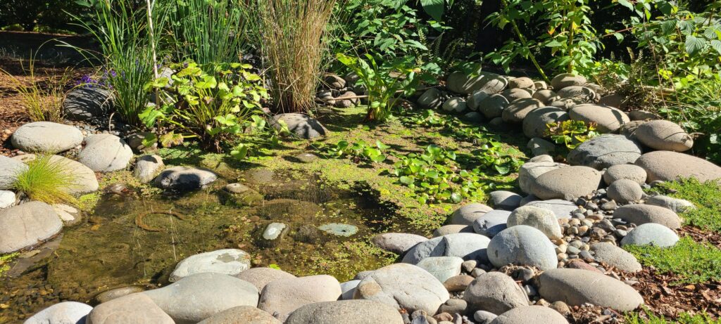 Image of a small pond with smooth river stones in the foreground, a rusted horsehoe on the pebbled bottom, and sedges in the background
